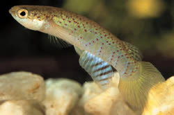 CYO - Rivulus cyanopterus
