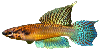 CYV - Aphyosemion chromapyosemion cyanoflavum