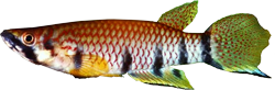 DAG - Epiplatys dageti dageti