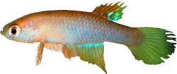 DAM - Stenolebias damascenoi