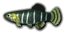 DAN - Anatolichthys danfordii