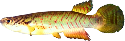 DAP - Rivulus dapazi - Holotype UFRJ 5915 - Costa Photo