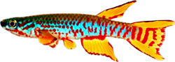 DAR - Aphyosemion dargei