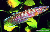 DAU - Epiplatys olbrechtsi dauresi