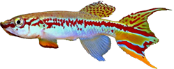 DEL - Fundulopanchax deltaensis