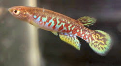 DER - Anablepsoides (Anablepsoides) derhami