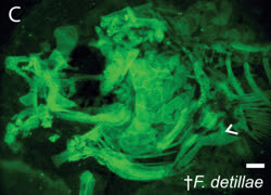 DET - Fundulus detillae (known from fossils only)