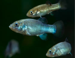 DIA - Cyprinodon diabolis