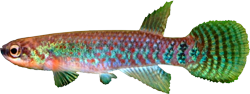 DIB - Laimosemion (Laimosemion) dibaphus
