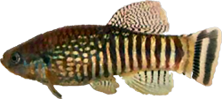 DIS - Aphaniops dispar dispar