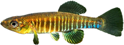 DPH - Fundulus diaphanus