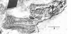 00-0-AMNH-8089t.jpg