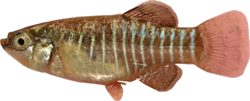 DRB - Esmaeilius darabensis