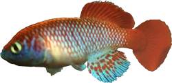 DRM - Nothobtranchius derhami