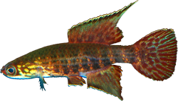 DRS - Campellolebias dorsimaculatus