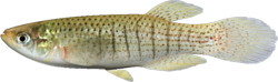 DSA - Fundulus dispar