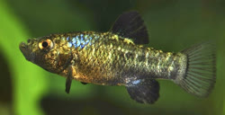 DSQ - Cyprinodon desquamator