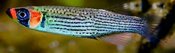 ECM - Fundulus escambiae