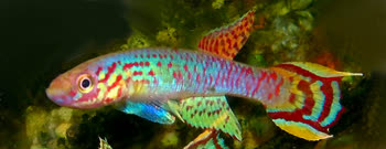 EDE - Aphyosemion edeanum