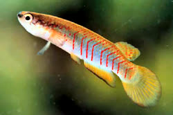 EGE - Rivulus egens