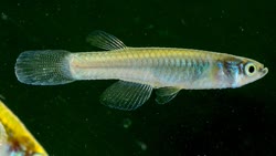 EHR - Micropanchax erichi