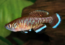 ELC - Nothobranchius elucens