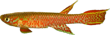 ELE - Aphyosemion elegans
