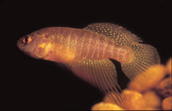 ELG - Cynolebias elegans