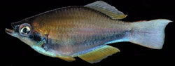 ELI - Plataplochilus eliasi