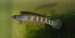 ELN - Rivulus (Anablepsoides) elongatus