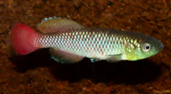 ELO - Nothobranchius elongatus