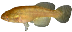 ELS - Austrolebias elongatus