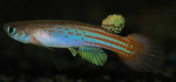 ERI - Rivulus erberi