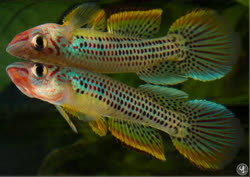 ESE - Epiplatys esekanus