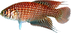 ESP - Simpsonichthys espinhacensis