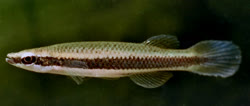 EUZ - Fundulus euryzonus