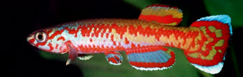EXO - Aphyosemion exigoideum