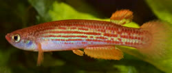 FAC - Rivulus (Anablepsoides) falconi