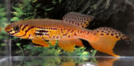 ADK_09-301 -   