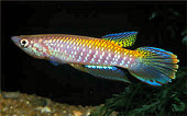 FAS - Epiplatys fasciolatus fasciolatus