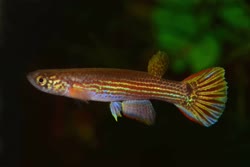 FCD - Rivulus flammaecauda