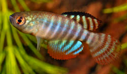 FCI - Hypsolebias fasciatus