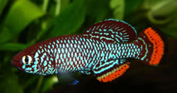 Kabungu -  