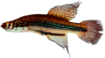 FGS - Cynopoecilus fulgens