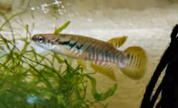 FIS - Rivulus (Melanorivulus) formosensis