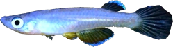 FLA - Foerschichthys flavipinnis