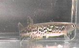 FLB - Rivulus flabellicauda