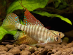 FLG - Simpsonichthys flagellatus