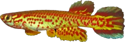 FLI - Aphyosemion fellmanni