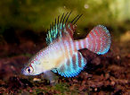FLM - Simpsonichthys flammeus